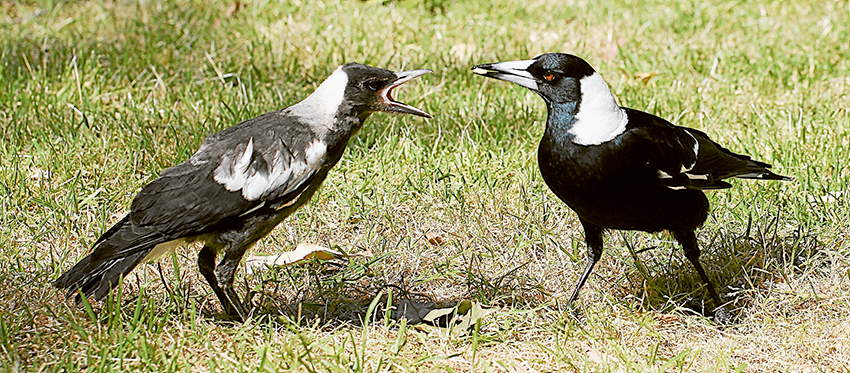 SWOOPING SEASON BEGINS… Swooping season has begun as magpies protect their nesting territory. Photo: Supplied.