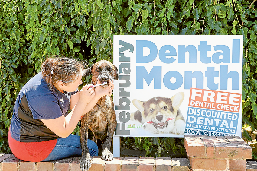 DENTAL CARE FOR DUKE… GV Vets co-owner and veterinarian, Dr Frances Jenner posing with smiley Duke. Photo: Katelyn Morse.
