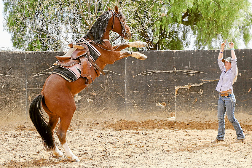 WHAT A JOB… Local Katunga resident, Jasmyn Hamilton is currently on her way to outback Northern Territory to take up seasonal work mustering cattle. Photo: Katelyn Morse.