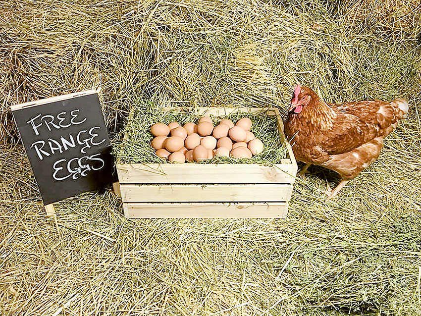 MARKET FRESH EGGS… Visit the market stall for Sprocket’s Free Range Eggs and Pullet Grower Farm at Shepparton Farmers’ Market this weekend to try some of their fantastic free range eggs. Photo: Supplied. 
