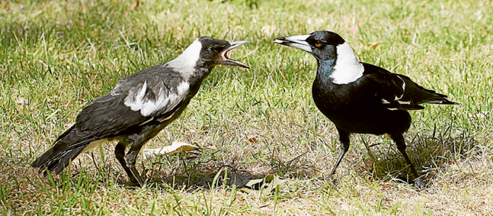 ED---Swooping-season-underway SWOOPING SEASON BEGINS… Swooping season has begun as magpies protect their nesting territory. Photo: Supplied.