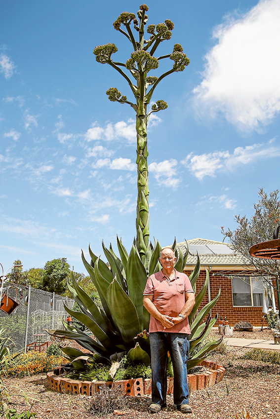 ED---30-foot-cactus RARE GLIMPSE… Proud gardener, John Ferguson and his incredible, flowering Agave plant. Photo: Katelyn Morse.