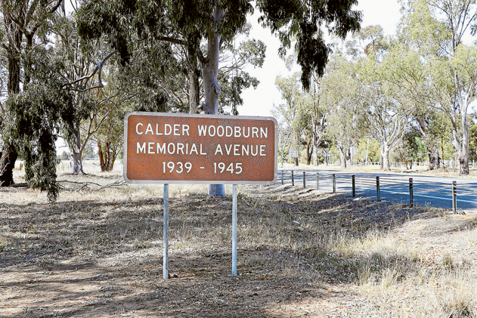 HISTORICALLY SIGNIFICANT… The historically significant Calder Woodburn Memorial Avenue is set to undergo restoration. Photo: Katelyn Morse.