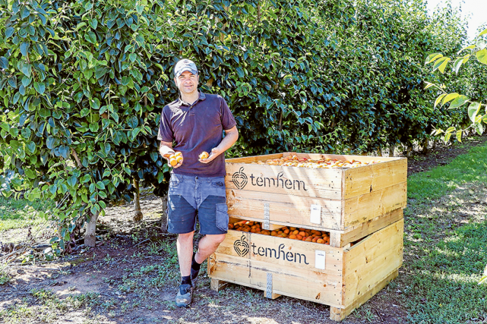STRONG HARVESTS… Local orchardist at Temhem Orchards, Shannan Mehmet is looking forward to a bumper fruit season, which the Shepparton region is currently experiencing across a variety of seasonal fruit. Photo: Katelyn Morse.