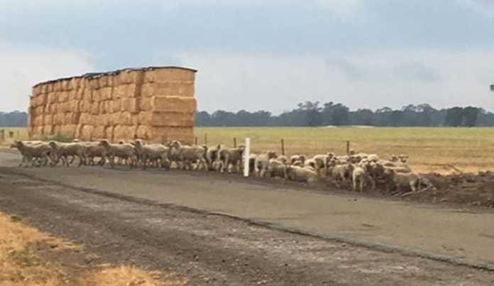 SHEEPISH THEFT… Cobram Crime Investigation Unit detectives are investigating after more than 150 sheep were stolen from a property in Tungamah last month. Photo: Supplied.