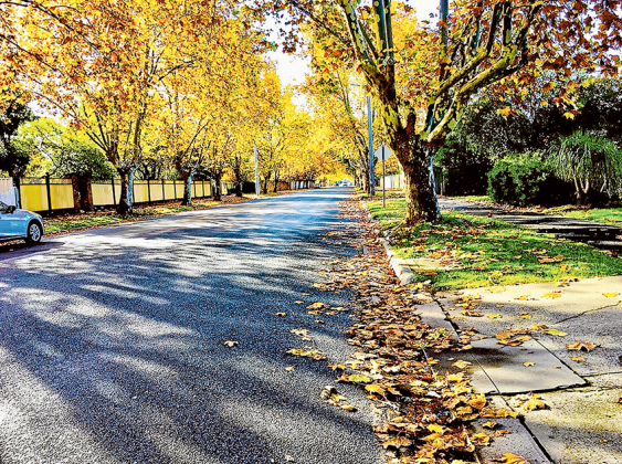 An incredible photo by Reza Naseri of Corio Street and the fallen leaves on the street’s plane trees in the autumn.