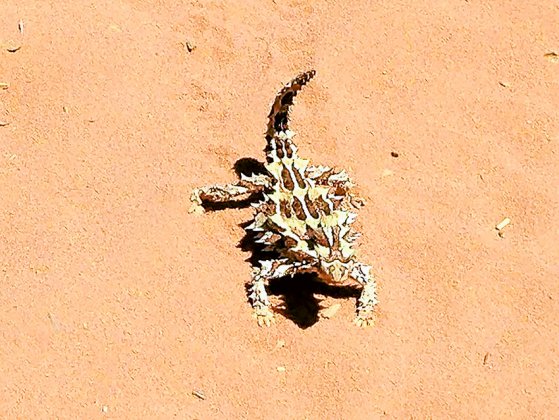 A stunning photo by local resident, Jenny Locke of a small Thorny Devil spotted on the track in Francois Peron National Park.