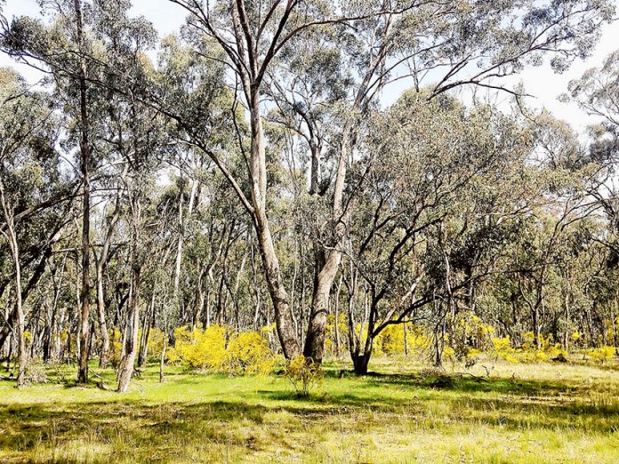 CREATE A HEALTHY LANDSCAPE… The Goulburn Broken Catchment Management Authority is providing grants for landholders to improve and protect grey box grassy woodlands. Photo: Supplied.