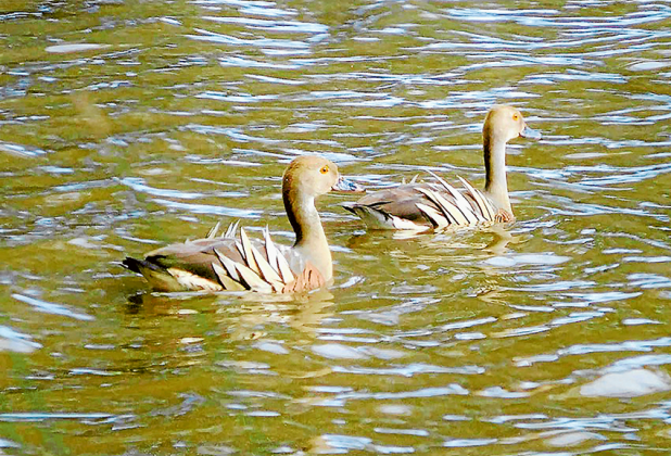 An interesting photo of Whistling Ducks taken at Nathalia Creek by Eva McDonald, which according to the photographer is rare to see in our region.