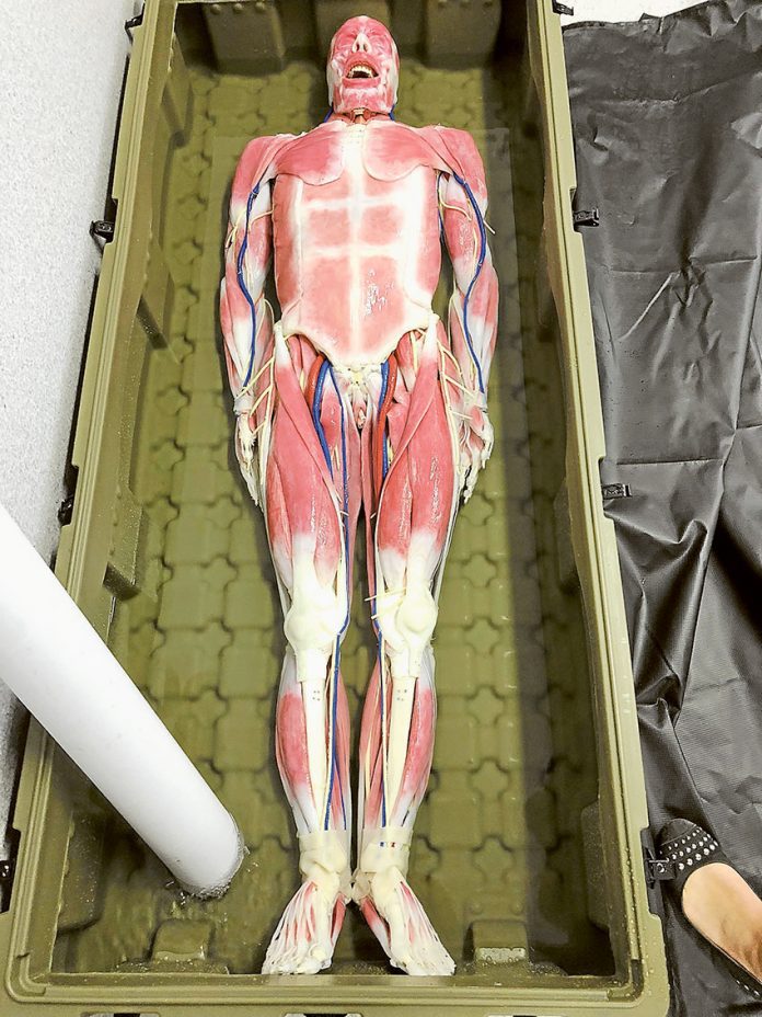 TAKING LEARNING TO THE NEXT LEVEL… GOTAFE students have the chance to take their learning to the next level now having access to a synthetic human worth $170,000. Photo: Supplied.