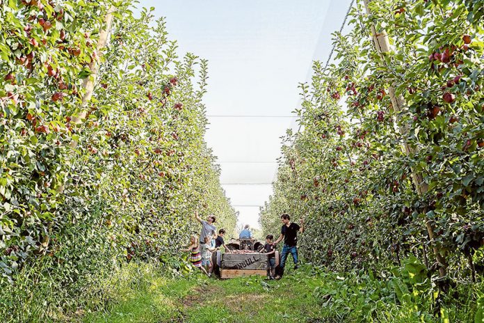 ED---Grow-more-with-less A BUMPER CROP… Chris and Alex Turnbull with their children harvesting this season’s crop of Modi apples, a new apple variety grown in the Goulburn Valley (Ross Turnbull drives the tractor). Photo: Supplied.