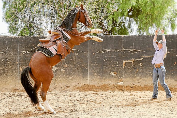 WHAT A JOB… Local Katunga resident, Jasmyn Hamilton is currently on her way to outback Northern Territory to take up seasonal work mustering cattle. Photo: Katelyn Morse.
