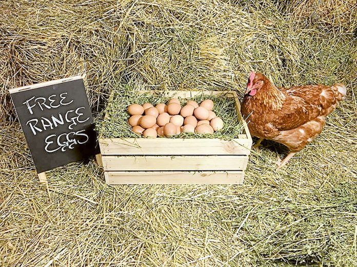 MARKET FRESH EGGS… Visit the market stall for Sprocket’s Free Range Eggs and Pullet Grower Farm at Shepparton Farmers’ Market this weekend to try some of their fantastic free range eggs. Photo: Supplied.