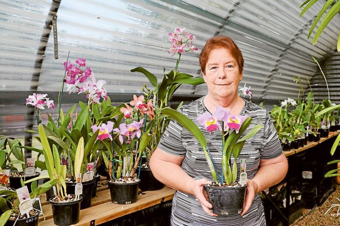 ALL ABOUT THE ORCHID… GV Orchid Club president, Chris Ibbotson is excited to be showcasing an enormous display of delightful orchid at the Autumn Festival of Orchids this weekend. Photo: Katelyn Morse.
