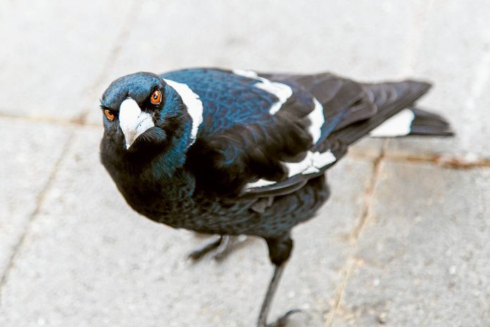 ED---Magpie