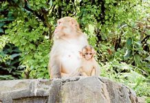 How to spend 24 hours in Kathmandu, Nepal