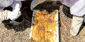 A community that’s constantly buzzing