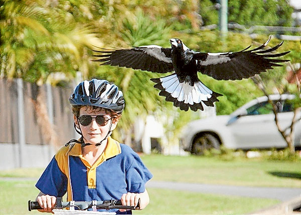 ED---Magpies