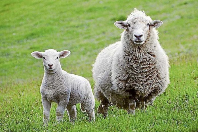 ED---Rural-Crime-1