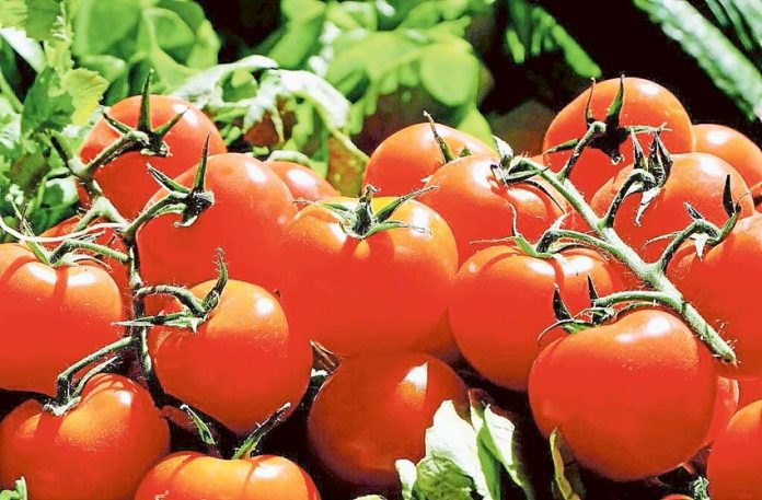 ED - Tatura Tomato-1