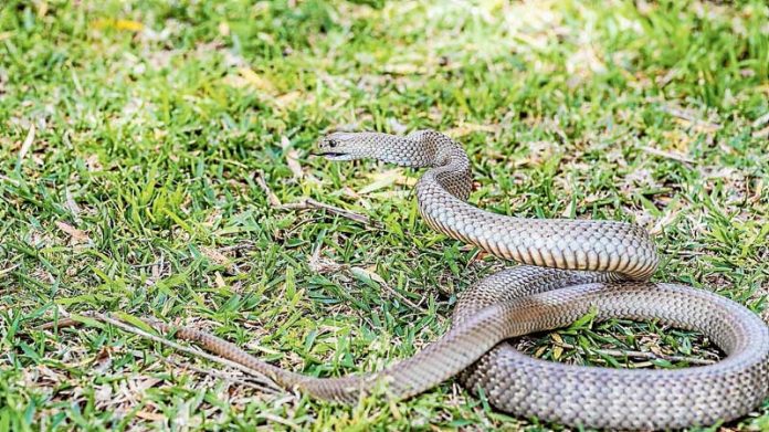 HL---Snake-Security-1