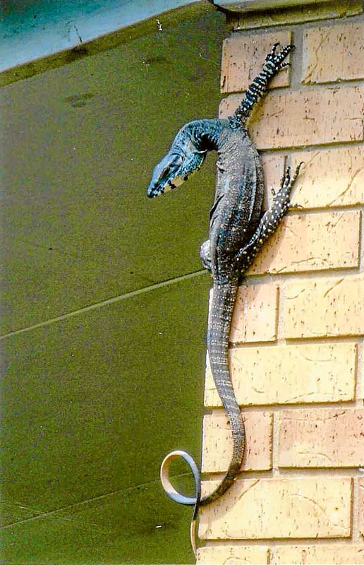 ED---Godzilla-1