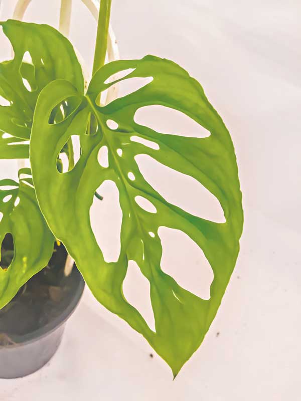 ED---Plants-1