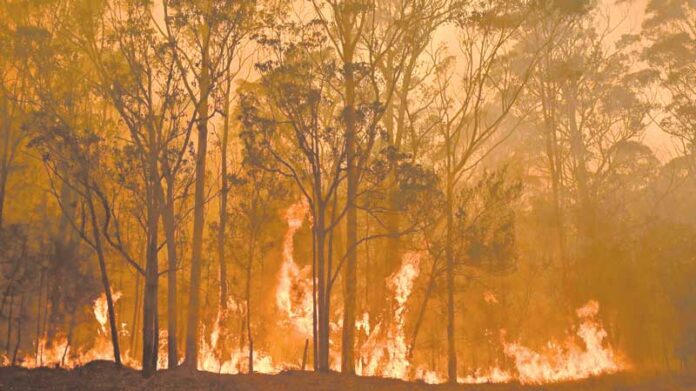 ED---Bushfire-1