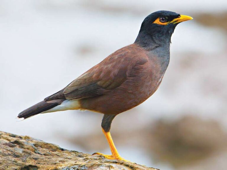 Indian myna birds imposing on native wildlife The Shepparton Adviser