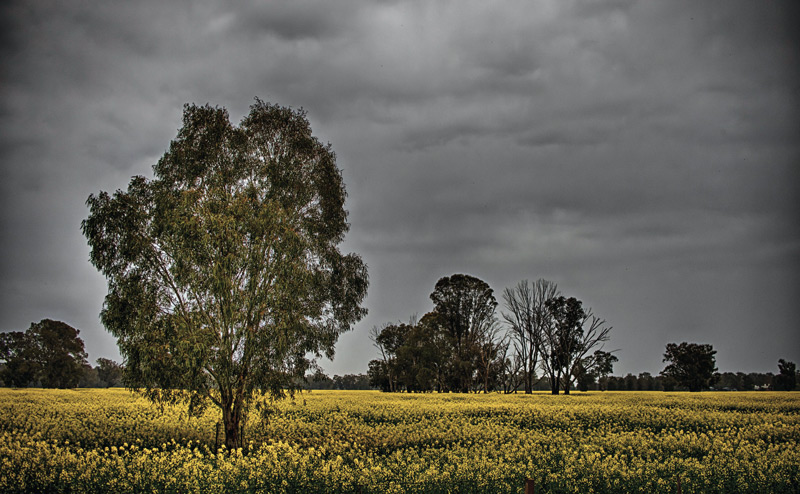 DARK CLOUDS ON THE HORIZON... Recent rainfall offers promise to farmers. Photo: Rene Martens.