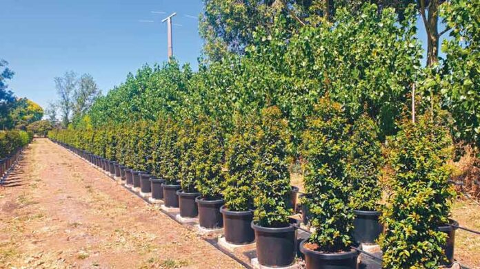 ADV---Specialty-Trees-1