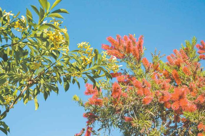 THE BEE’S KNEES... Colourful flowers and attractive scents will keep bees visiting your yard for years, which will keep your plants in great condition and the ecosystem thriving. Photo: Deanne Jeffers