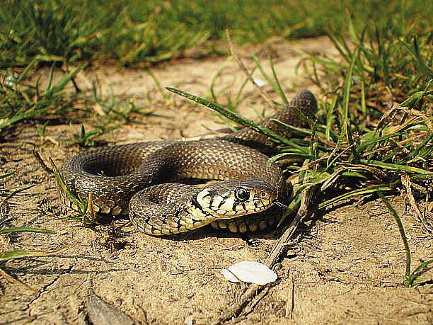 istockphoto-17744570_98580 OLDEST ENEMY... Considered the world’s second-most venomous land snake after the inland taipan, the eastern brown snake it is responsible for about 60 percent of snake-bite deaths in Australia. Photo: Supplied
