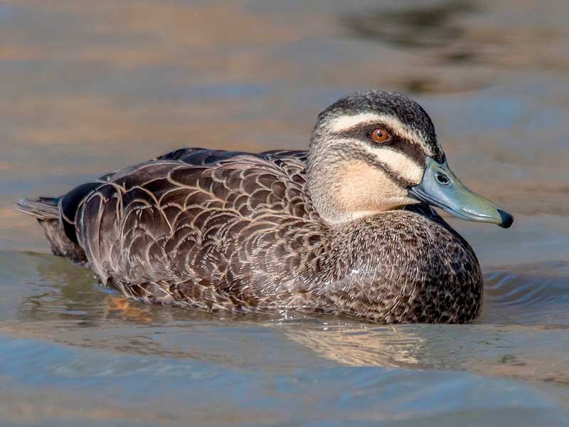 Duck season commences The Shepparton Adviser