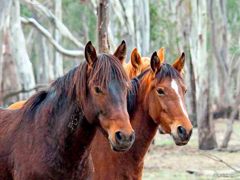 SAVE THE BRUMBIES… The State Government plans to shoot wild brumbies to eradicate numbers in Barmah and the Alpine National Park. Protests are happening June 8 and 25 to call for more humane management of these heritage horses. Photo: My Big Backyard Photography/Dean Marsland.