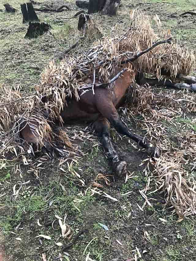 ED---Brumbies-shot_ SHAME... One of several deceased brumbies found covered with branches at Barmah on May 31. Anyone opposed to this management should meet activists at Parliament today at 1pm to oppose these actions. Photo: Murray Willaton.