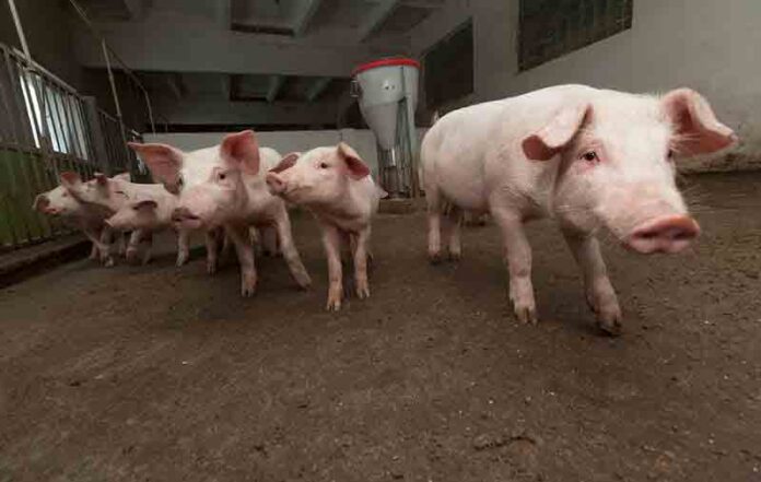 pig-farm_73060 TAKE CARE... Japanese encephalitis has also been confirmed in piggeries in New South Wales, Queensland and South Australia and in a small number of feral pigs in the Northern Territory. Photo: Supplied.