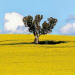 YELLOW FOR DAYS... Canola around a tree in Dookie. Photo: Susan Marshall