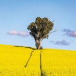 NATURE'S PATH... Beautiful weather captured at Shepparton Camera Club's recent photography outing. Photo: Dennis Rickard