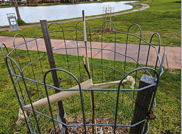 SENSELESS TREE VANDALISM CAUSES OUTRAGE... Nine juvenile Jacaranda trees have been destroyed in Gangway Reserve, Kialla. Photo: Supplied