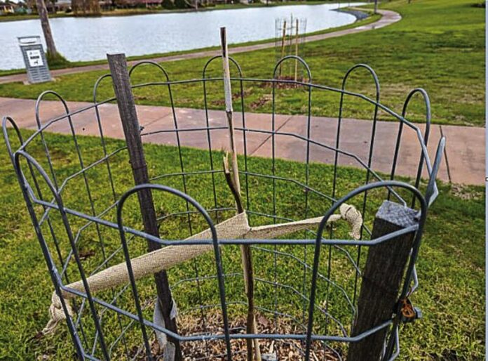 ED-TREEVANDALISM-2_04813 SENSELESS TREE VANDALISM CAUSES OUTRAGE... Nine juvenile Jacaranda trees have been destroyed in Gangway Reserve, Kialla. Photo: Supplied