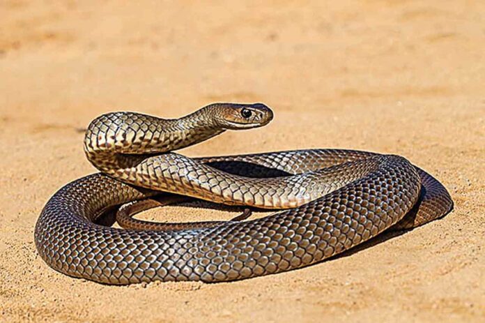 HL---ED---BROWN-SNAKE-1