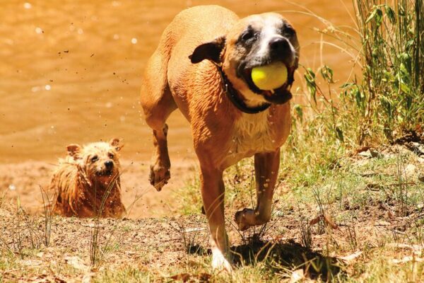 PET HEALTH IN THE HEAT... We all love summer and a few tried and true tips on how to maintain your pet's health during the heat can ensure your pets will love it too. Photo: Kelly Carmody