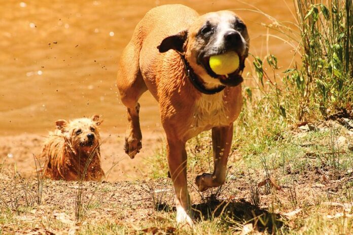 ED-KEEPINGPETSCOOLIN_74449 PET HEALTH IN THE HEAT... We all love summer and a few tried and true tips on how to maintain your pet's health during the heat can ensure your pets will love it too. Photo: Kelly Carmody