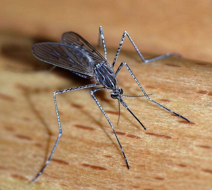 Mosquito_2007-2_35377 BE SAFE...Greater Shepparton City Council is working with the Victorian Government to combat the spread of mosquitoes this summer. Photo: Supplied