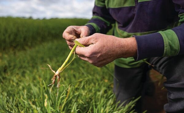 FOOD FOR THOUGHT...Murray Dairy has partnered with six cross-sector agricultural organisations to deliver the Fodder for the Future Project. A three-year, $1.6M research project designed to investigate ways to support the development of complementary farming systems that optimise the use of both irrigated and dryland resources across the southern Murray-Darling Basin. Photo: Supplied