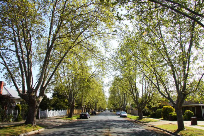 CorioStreetTrees-Lan_48305