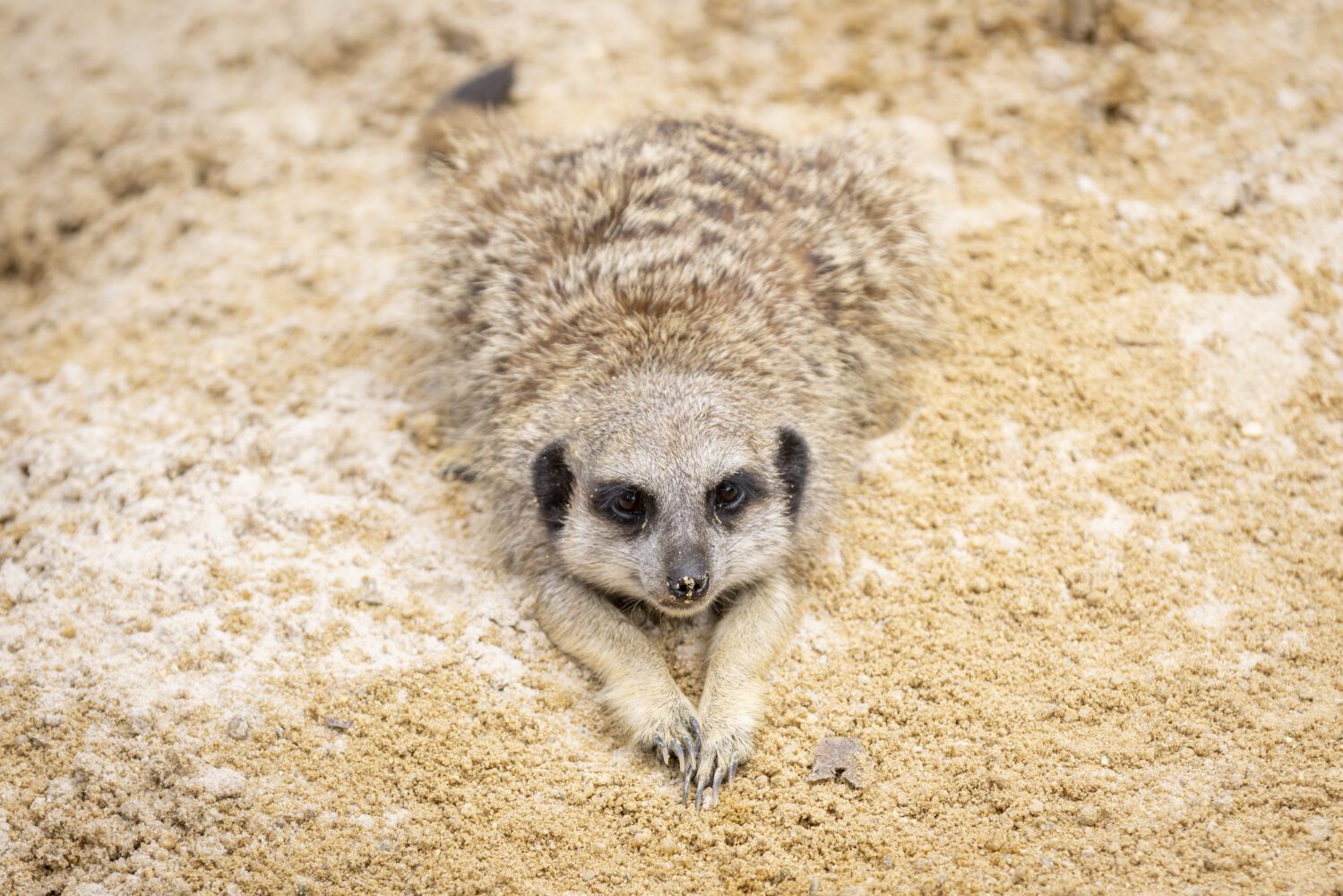 Meerkat photographed at Kyabram Fauna Park