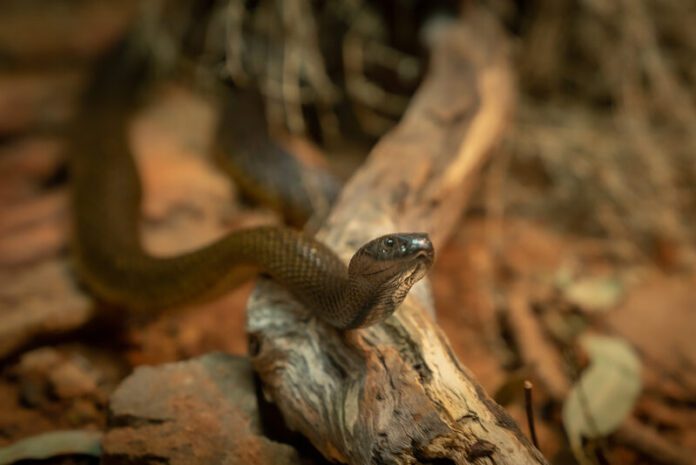 KyabramFaunaPark_610_31192