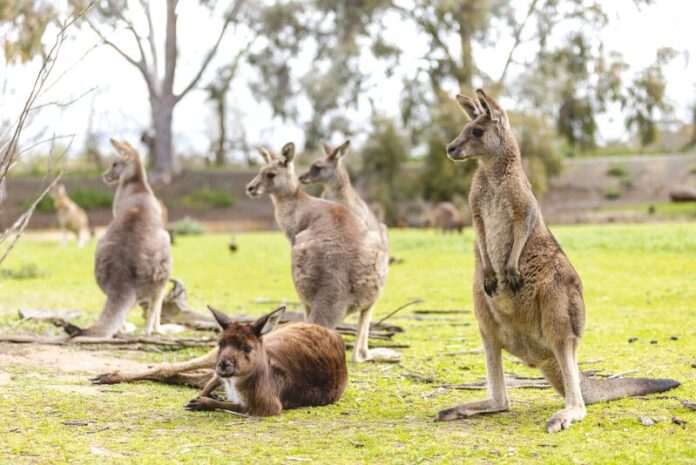 KyabramFaunaPark_548_08481